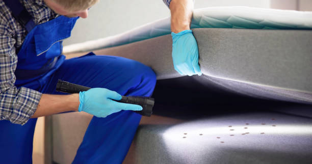 Best Termite Control Services  in Pine Manor, FL