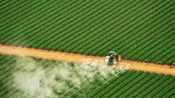 Best Ant Control Services  in Pine Manor, FL