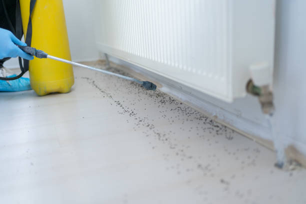 Best Bed Bug Extermination  in Pine Manor, FL