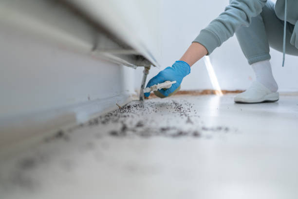 Best Local Pest Control Services  in Pine Manor, FL